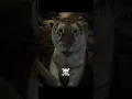 Lagu Others Tigers vs Last One ☠️ #edit #animals #tiger #moments #trollface #shorts #trending