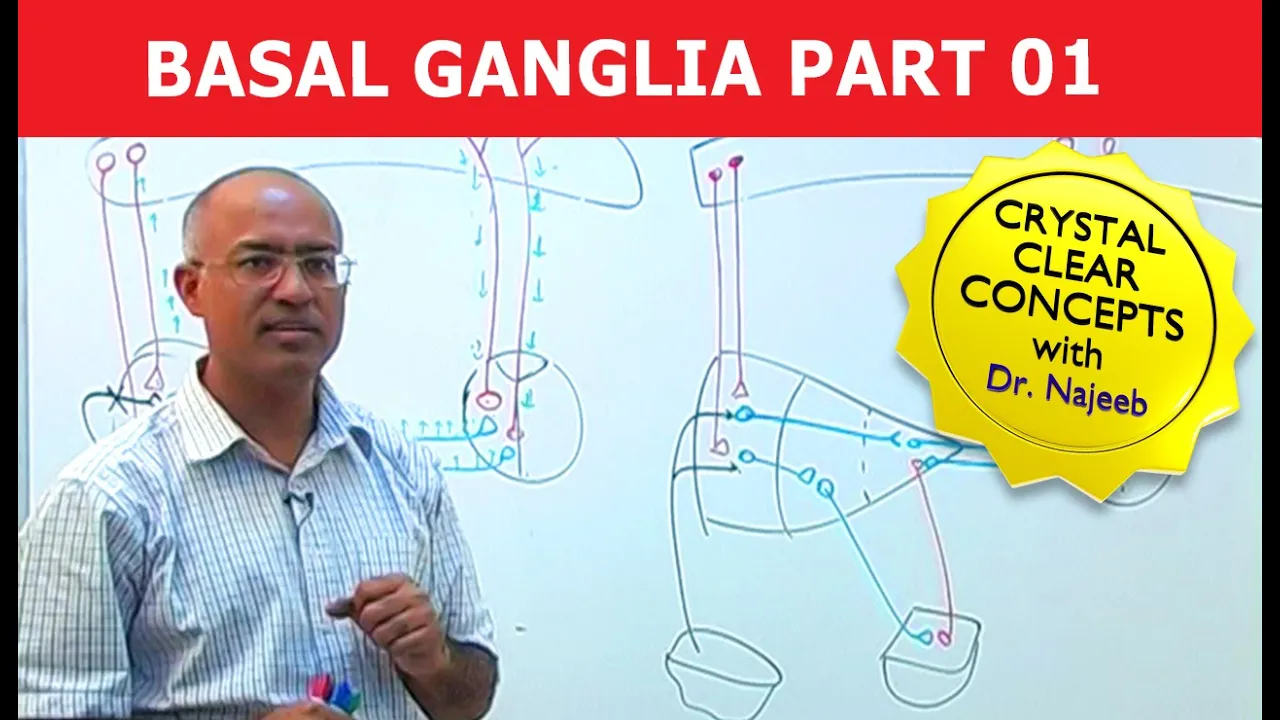 Basal Ganglia | Neuroanatomy | Part 1/3