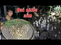 Download Lagu Những ổ nấm mối tiền triệu xung quanh nhà ✅