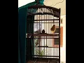 Download Lagu masteran burung kenari AF losring  gacor isean kunti ,#short#shorts