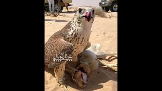 صامت لو تكلم 