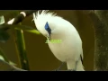 Download Lagu Download Suara Burung Jalak Masteran Variasi 1 MP311