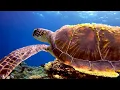 Beautiful Relaxing Music - Stop Overthinking, Stress Relief Music, Sleep Music, Calming Music #22