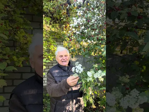 Боярышник и тысячелистник🌿Народный рецепт для сосудов