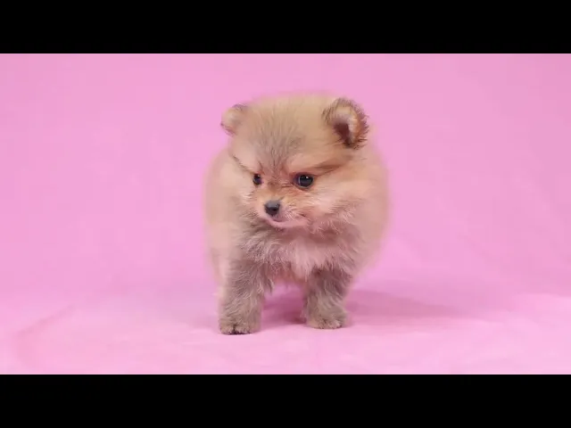 動画