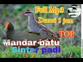 Download Lagu Suara pikat Kolaborasi burung mandar batu dan sintar padi