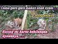 Download Lagu Kucing di matikan ,Karena memakan anak ayam‼️