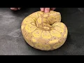 Ball Python Morphs Bananas and Coral Glows