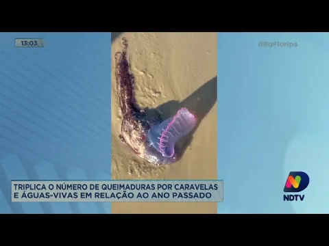 Triplica o número de queimaduras por caravelas e águas-vivas em relação ao ano passado