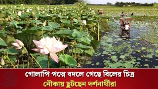 জলকন্যার বুকে গোলাপি আলপনা: পদ্মবিলে শরতের অমল আমন্ত্রণ | Padma Bil | Lotus Lake | Dhaka Post