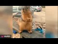 Fast Talking Squirrel GIF