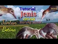 Download Lagu tutorial jenis burung sintar sawah ciri ciri jantan betina