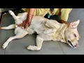My Mom Sharing Bed With My Labrador Dog Dog Wants Attention