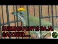 Download Lagu SUARA BURUNG PENTIS RAJA