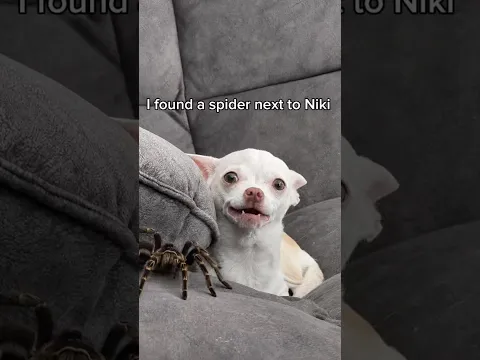 Niki got bitten by a spider…🤣😳🕷️