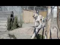 Pet Project Season 4 Episode 8 - Jinx
