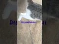 Download Lagu mitoskan?!joran dilangkah kucing jadi boncos