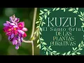 Download Lagu 🌿EL PODER CURATIVO DEL KUZU - KUDZU💫 TE ENSEÑO A PREPARARLO🍃 PLANTAS MEDICINALES