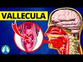 Vallecula Medical Definition Quick Explainer
