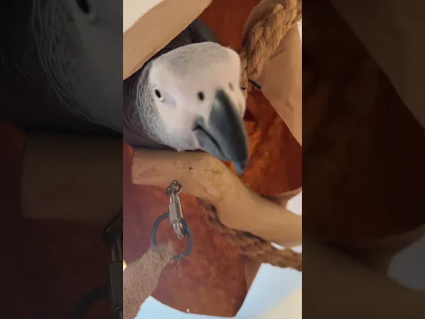 He Yearns for the Bag 🛍️