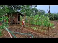 Download Lagu Kehidupan berkebun di pondok hutan,tenang dan damai,pasang lanjaran pare CTd-65