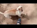 Craigslist chihuahua