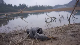 This Bird Tried to Swallow a Fish 1/3 Its Size… 😱🐦🐟