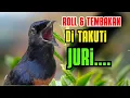 Download Lagu Pancingan Murai Batu GACOR AMPUUH jadikan burung murai gacor EMOSI NYAUT
