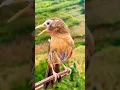 Download Lagu Gacornya Suara Burung Wambi di Alam Liar