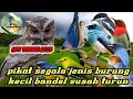 Download Lagu suara pikat burung kecil ribut cocok untuk burung yang bandel susah turun di hutan dan kebun st03