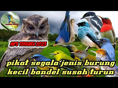 Download MP3 suara pikat burung kecil ribut cocok untuk burung yang bandel susah turun di hutan dan kebun st03