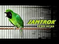 Download Lagu 💯 LANGSUNG JAMTROK || CUCAK IJO GACOR HYPER TEMBAKAN KASAR