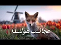 Download Lagu بلاد التوليب ! هولندا، بلاد تغزوها المياة وحيوانات عجيبة ! أسرار وعجائب | القصّة كاملة | وثائقي