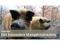 Lagu Mangalitsa
