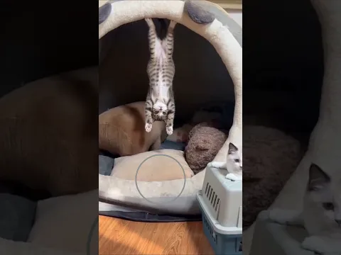 secrets cat will never tell you this