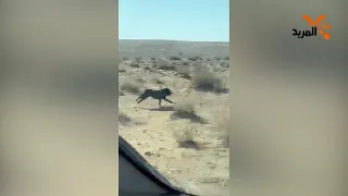 في ظهور نادر الذئب الأسود يقطع بادية المثنى بسرعته الخاطفة المربد 