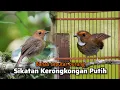 Download Lagu Burung Sikatan Kerongkongan Putih ‼️Bahas burung kicau bersuara merdu