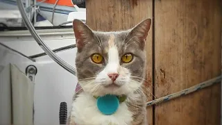 Funny cats video – cat sailing & swaying on a sailboat – Millie 03