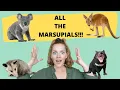 All About Marsupials Kangaroos Koalas Opossums and other animals with pouches