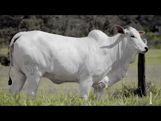 Novilha Nelore AFOM - 5334