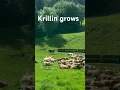 Download Lagu Krollin groeit 🤣 #shorts
