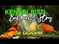 Download Lagu AUDIO MASTER TERAPI KENARI STRES BAHAN DAN MACET BUNYI PANCINGAN KENARI TERBAIK