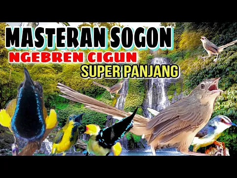 Download MP3 MASTERAN SOGON FULL TEMBAKAN CIGUN🔴ngebren super panjang