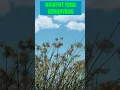 Download Lagu RUMPUT YANG BERGOYANG | #SHORTS