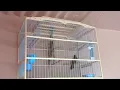 Bullfinch