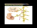 Download Lagu Sempatik Sinir Sistemi Yüksel AYDAR