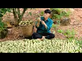 Download Lagu 2 Years Living Alone, Harvest guava, Custard apple, Bring to market to sell