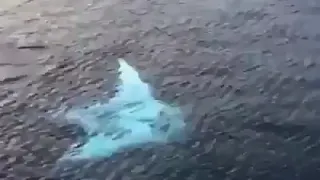       الحمد لله حمد ا لا انقطاع له   فليس إحسانه  عن ا بمقطوع   دندنها