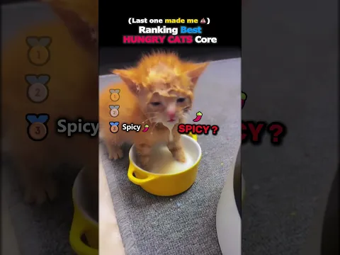 Ranking Best HUNGRY CATS Core 🐟😻#usa