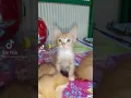 Download Lagu kelakuan si kucing garong
